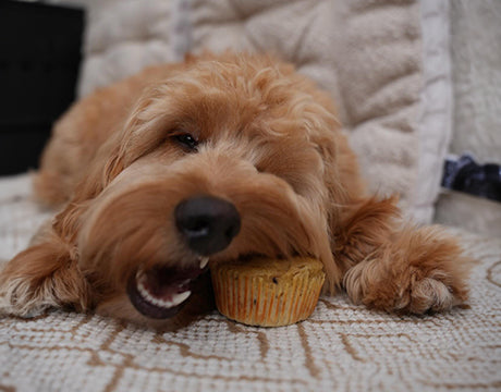 Leckerer Hundemuffin aus natürlichen Zutaten