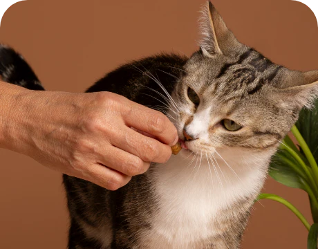 Gummibärchen für Katzen