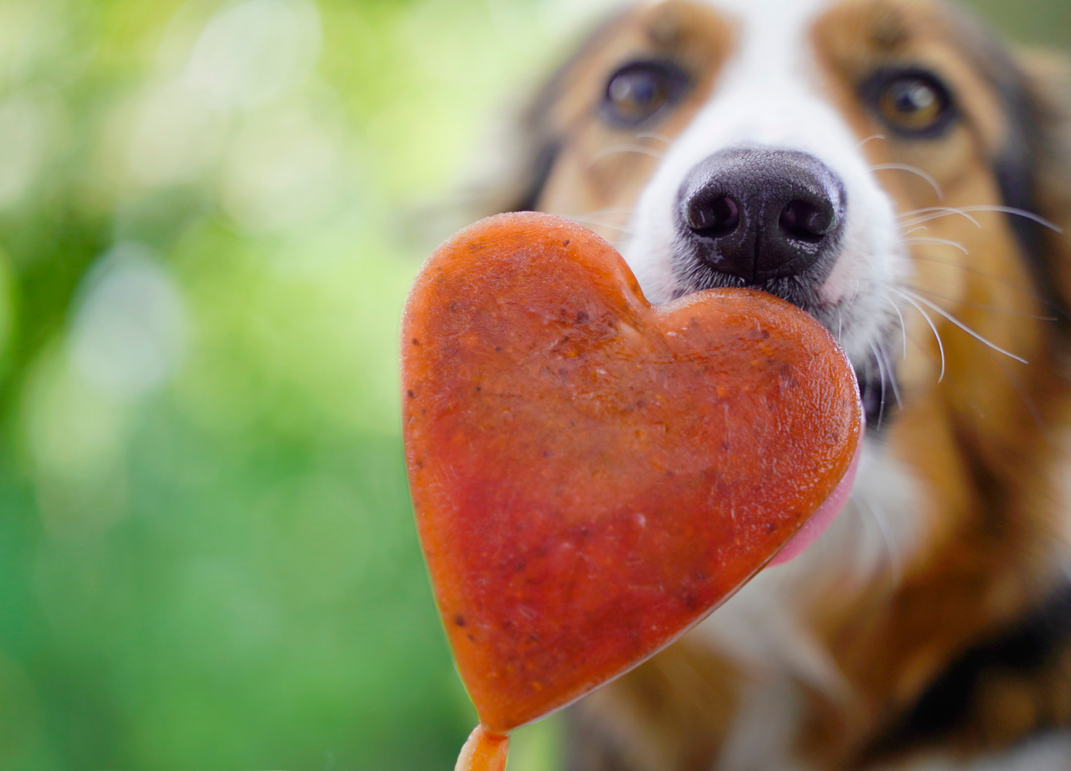 Hundeeis selber herstellen mit SmoothieDog