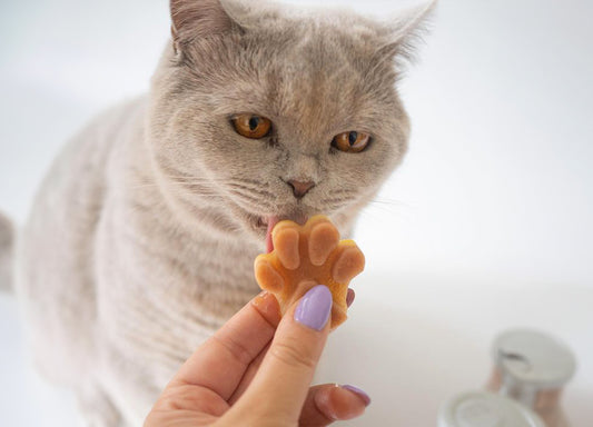 Katzeneis: Dürfen Katzen Eis essen?