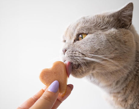 Katzeneis mit SmoothieCat