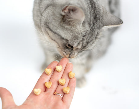 Katzenleckerlie mit Vanille