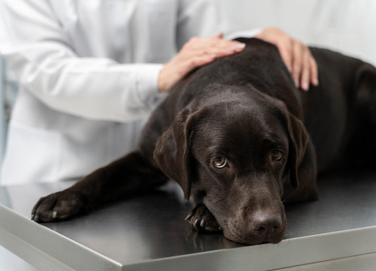Was darf ein Hund mit Niereninsuffizienz fressen?