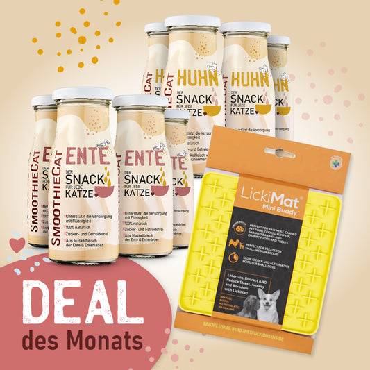 SmoothieCat Deal des Monats Dezember